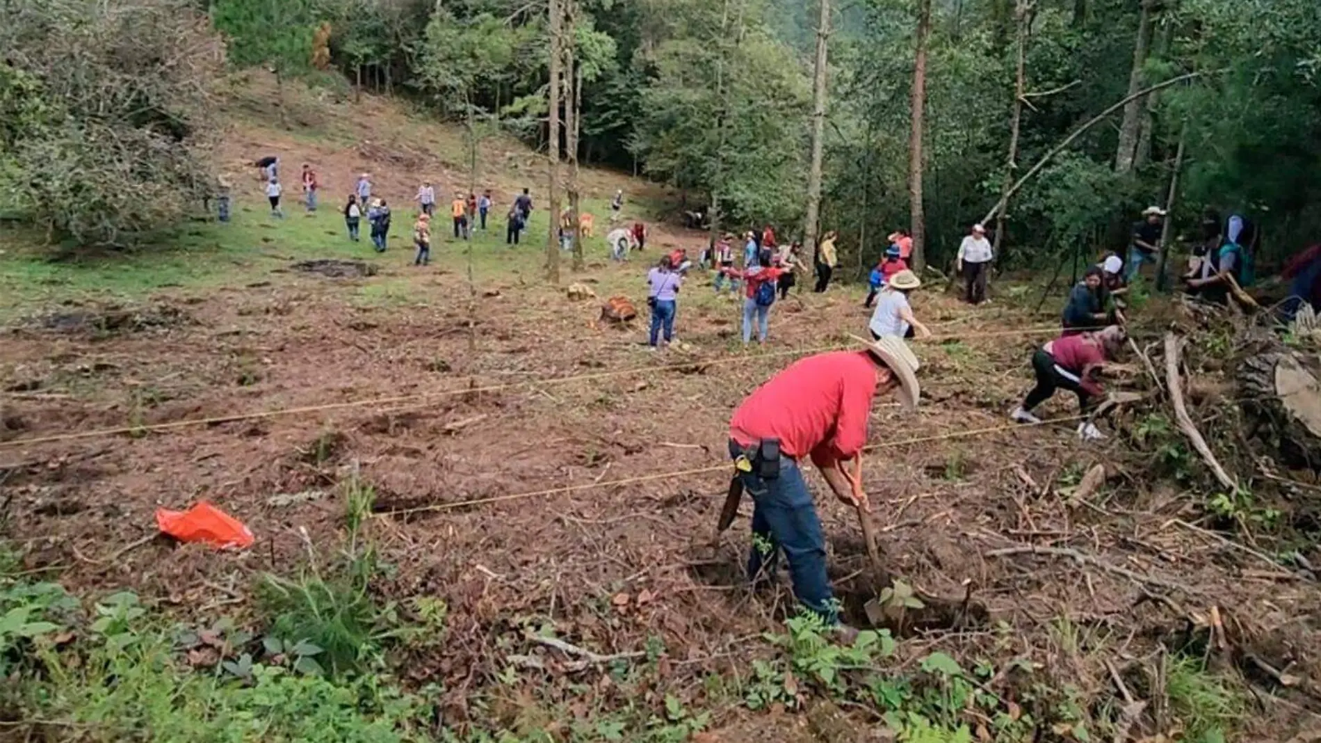 Siembran árboles en zonas afectadas